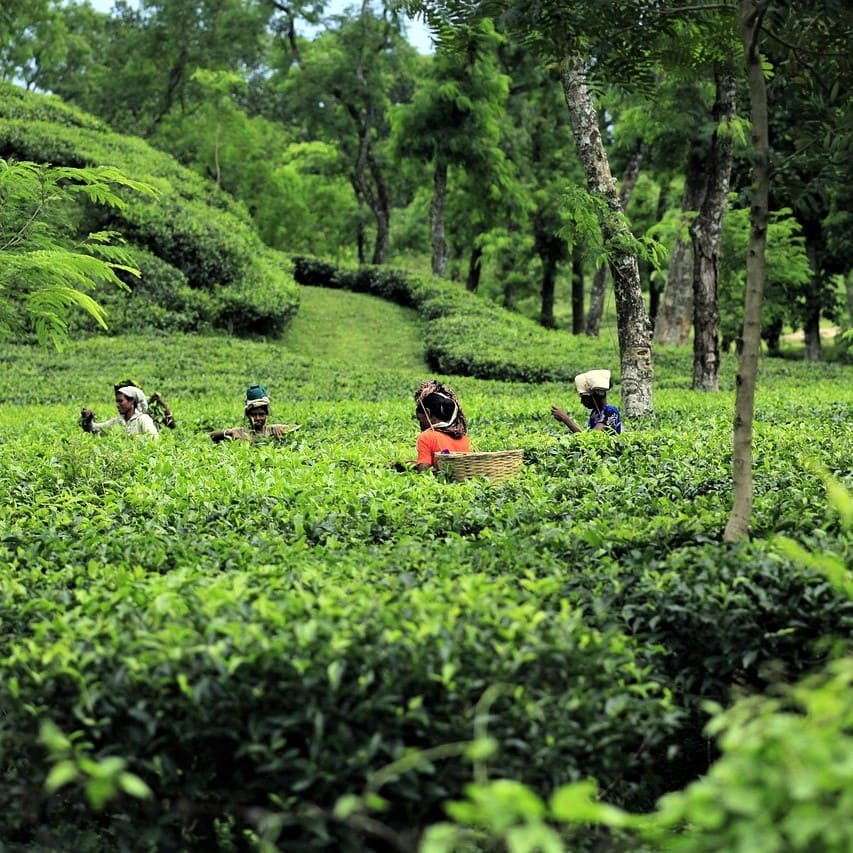 Bengali translation fields