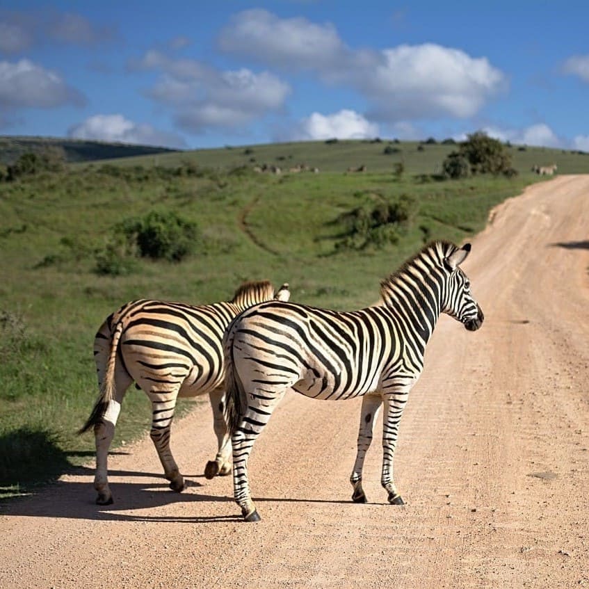 Our Afrikaans medical translations