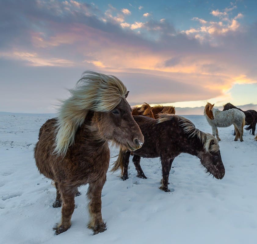 Icelandic language history and overview