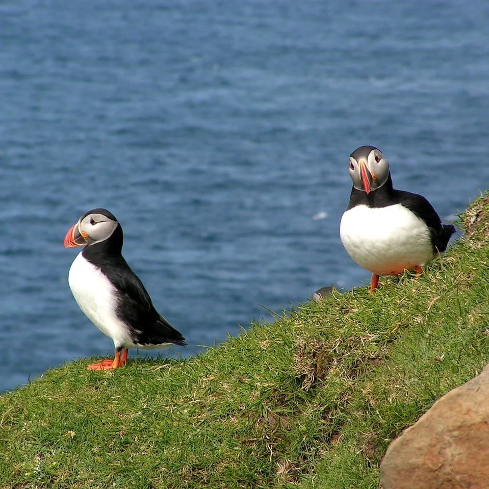 Steps to get a free quote for professional Faroese translations