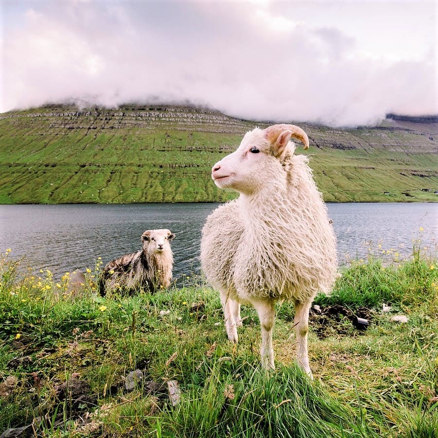 Tourism Faroese translations