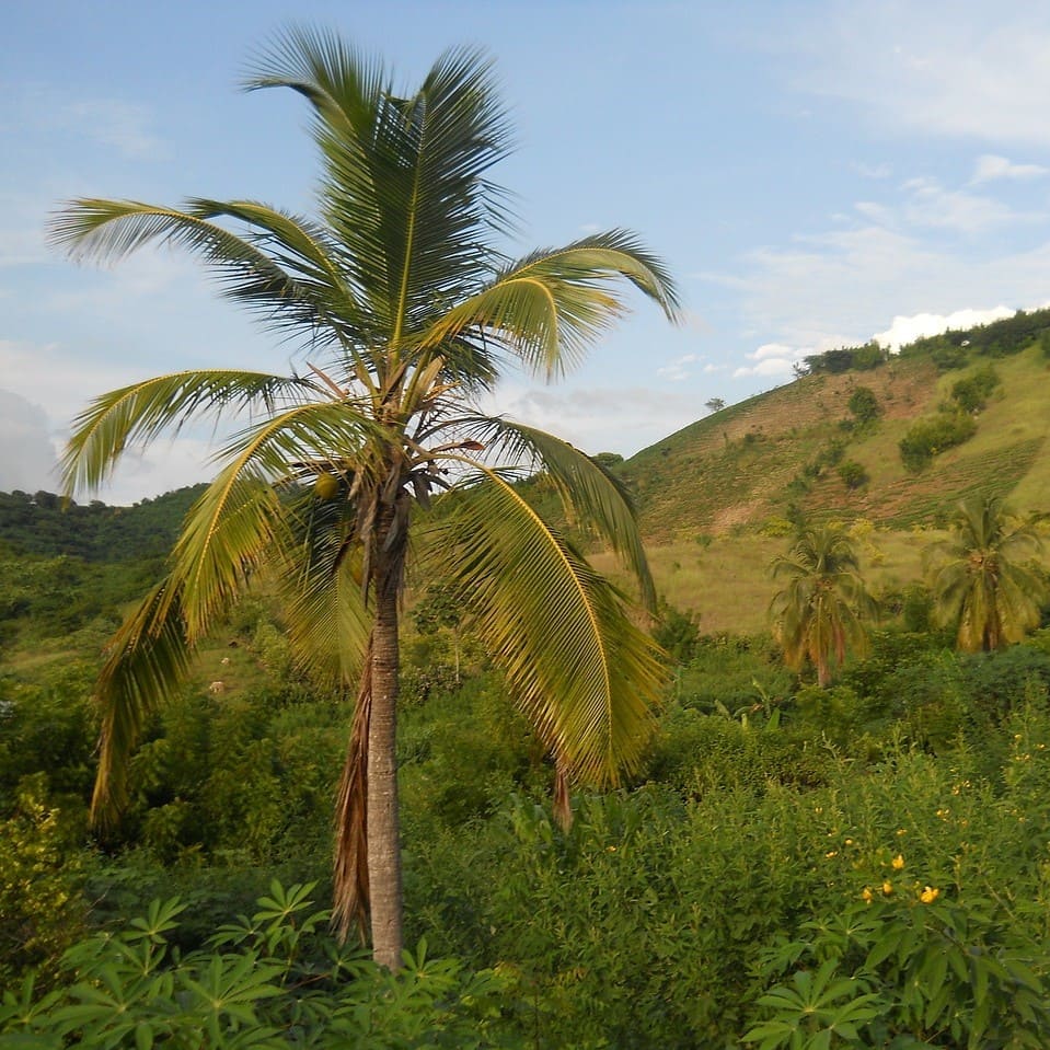 Translation of Haitian Creole legal documents