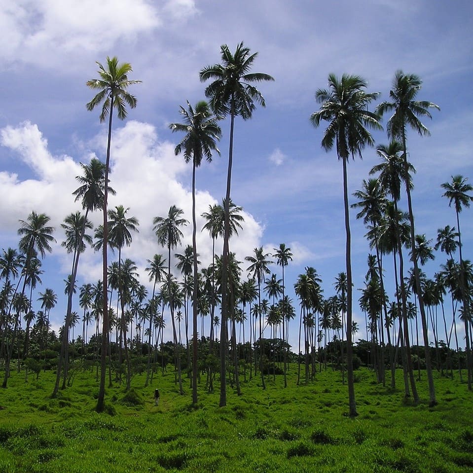 The size of Samoan speaking market