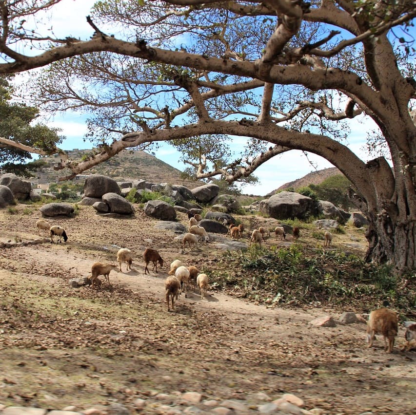 Somali legal translations of PoliLingua