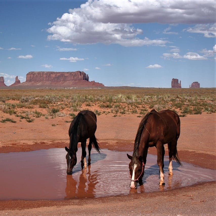 Navajo legal documents we translate