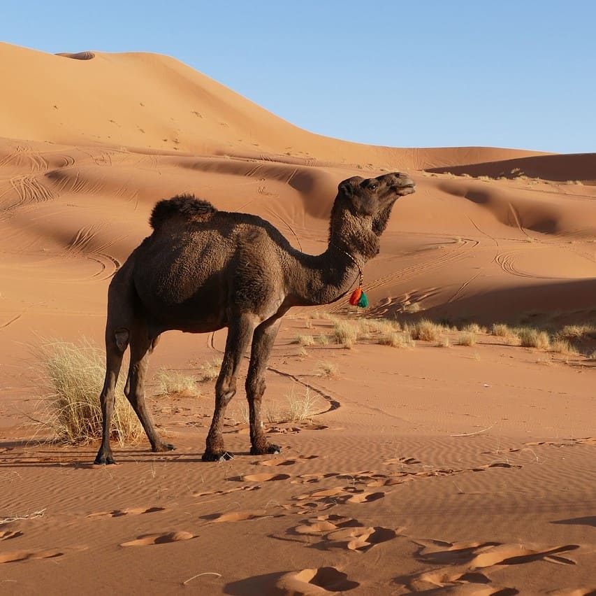 Berber Origin and Overview