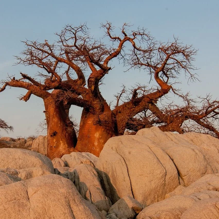 Borana Translations According to Industries