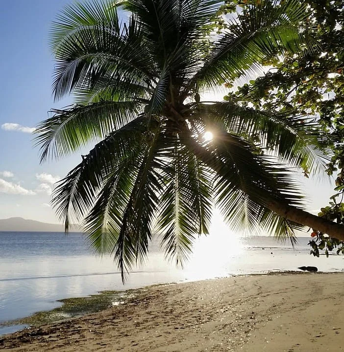 Fijian translation services